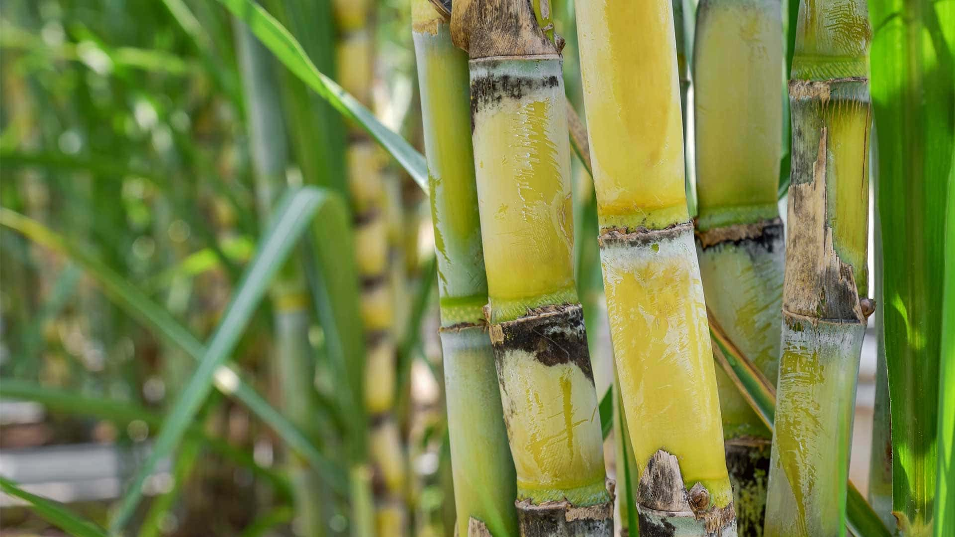 Diversidad agrícola